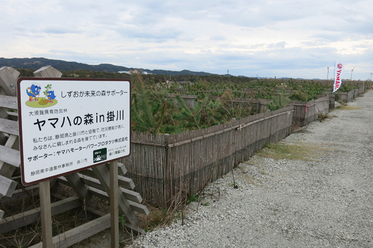 掛川市沿岸部防潮堤植樹活動「ヤマハの森in掛川」